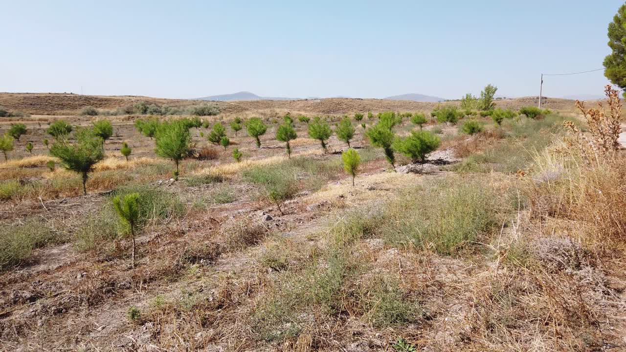 Plantation of conifer trees with young trees next to a plantation of fully grown conifers
