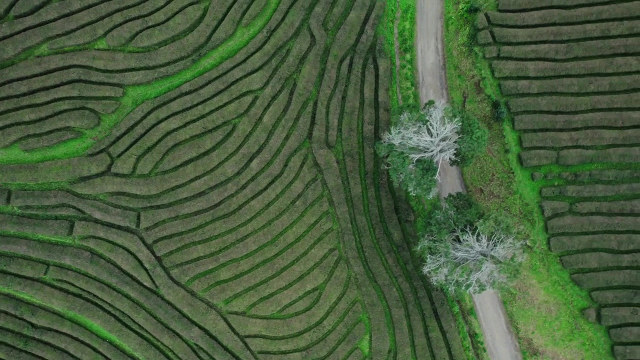 Veduta aerea di lussureggianti piantagioni di tè verdi