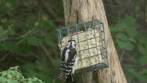 pájaro carpintero peludo aferrado a un comedero para pájaros y alimentándose de sebo