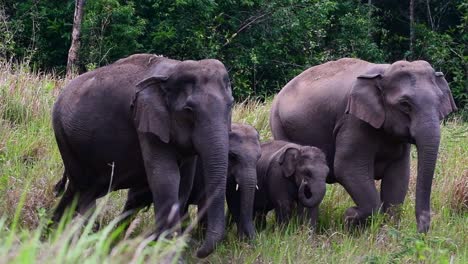 Los-Elefantes-Asiáticos-Son-Especies-En-Peligro-De-Extinción-Y-También-Son-Residentes-De-Tailandia