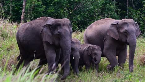 the asiatic elephants are endangered species and they are also residents of thailand