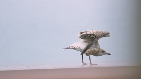 Baby-Möwe-Streckt-Flügel,-Nachdem-Sie-Sich-Hingelegt-Und-In-Die-Kamera-Gestarrt-Hat