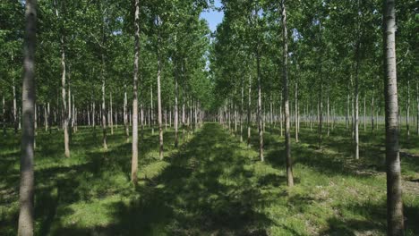 volando a través de un cultivo de árboles