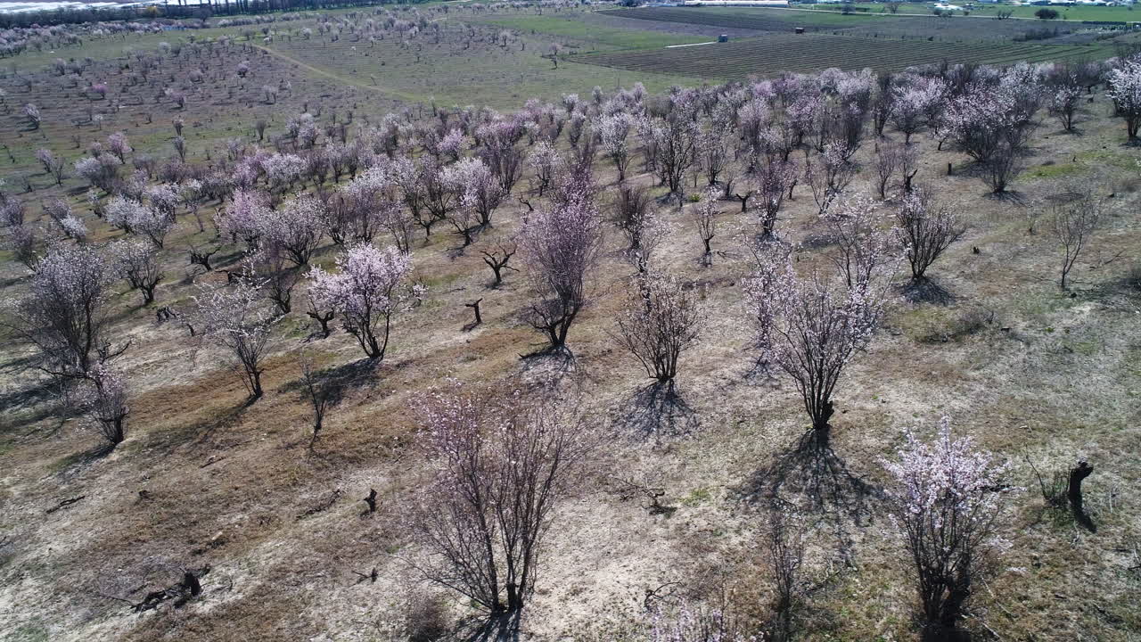 꽃이 피는 아몬드 과수원