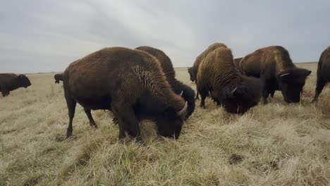 Muy-Cerca,-Se-Desarrolla-Una-Escena-Pacífica:-Una-Manada-De-Búfalos-Pastando-En-Los-Campos-Abiertos-De-Kansas