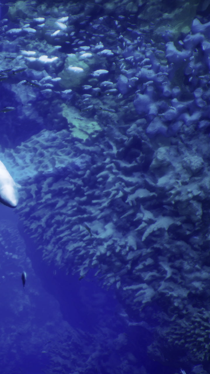 Coral reef with fish near the ocean floor during bright daylight hours