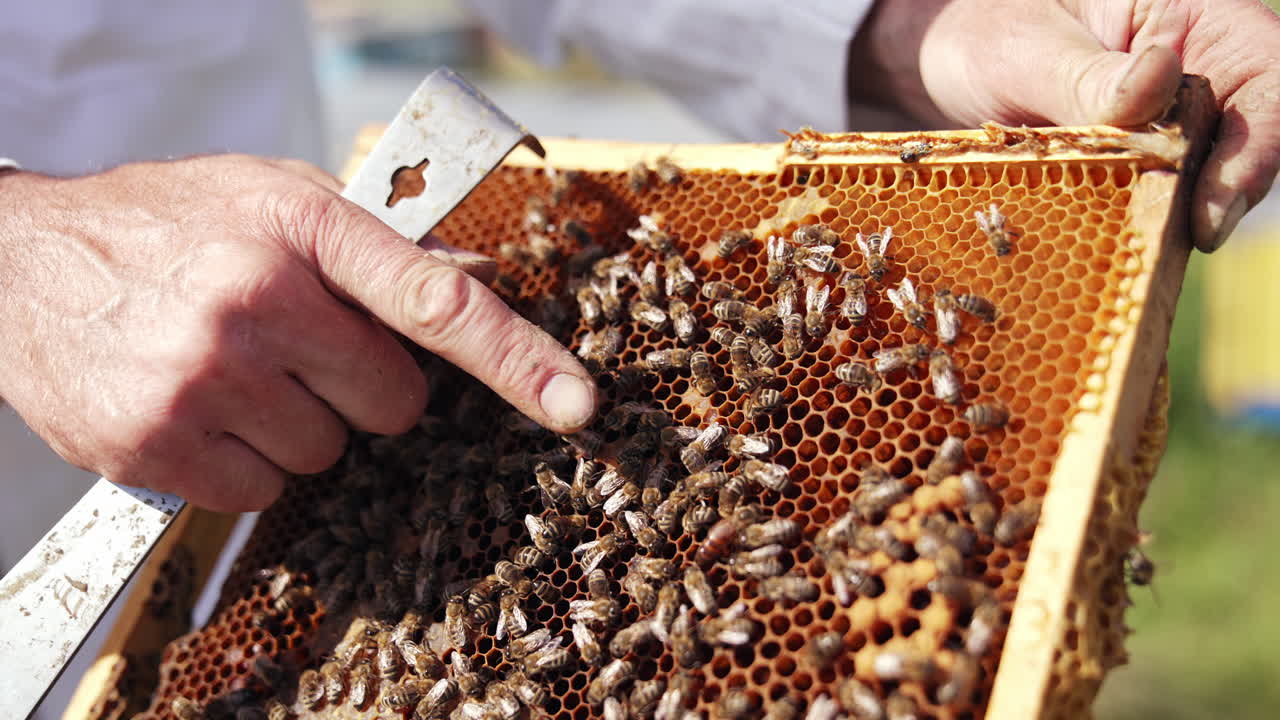 Honeycomb and a lot of bees on a frame in apiary. Beekeeper's hand showing bee uterus among other bees on frame. Close-up.