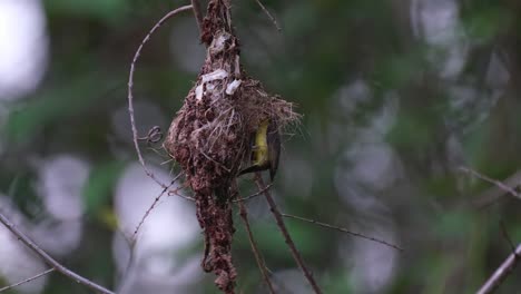 volando desde el lado derecho del marco, una hembra de pájaro solar de espalda oliva cinnyris jugularis está alimentando a sus bebés que están dentro del nido, colgando de un árbol
