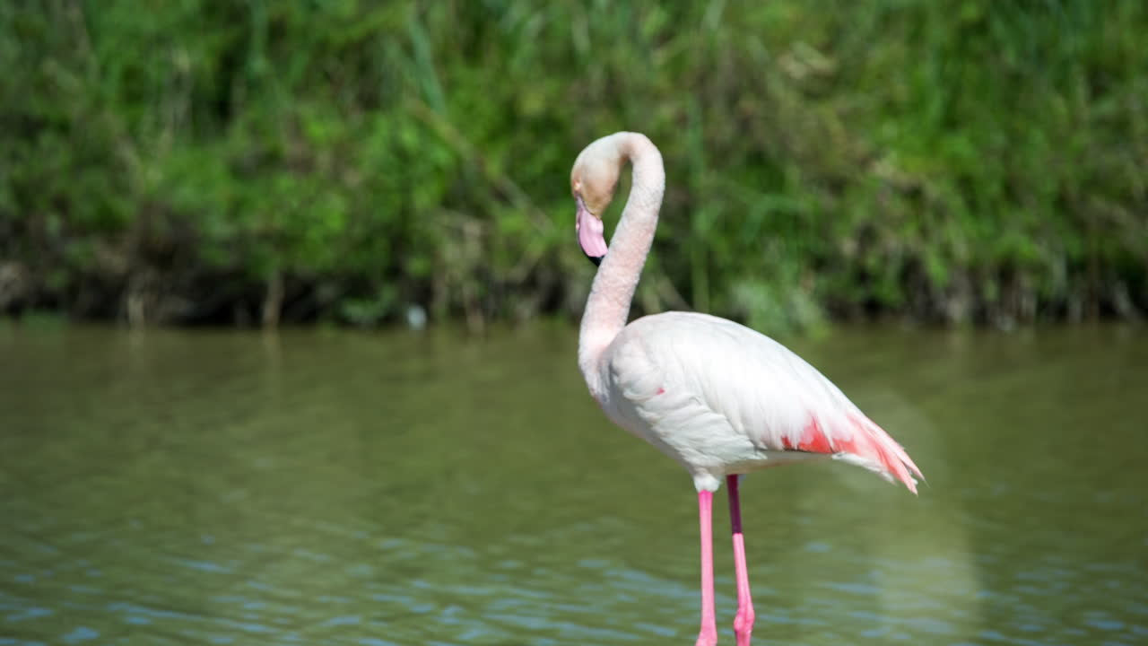flamingos in shallow delta water in winter
