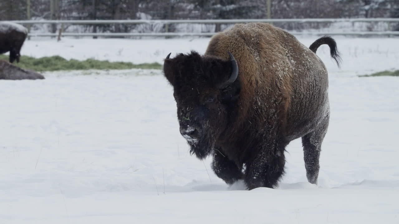 un bisonte caminando lentamente a través del paisaje nevado en whitehorse, yukon, canadá - cámara lenta