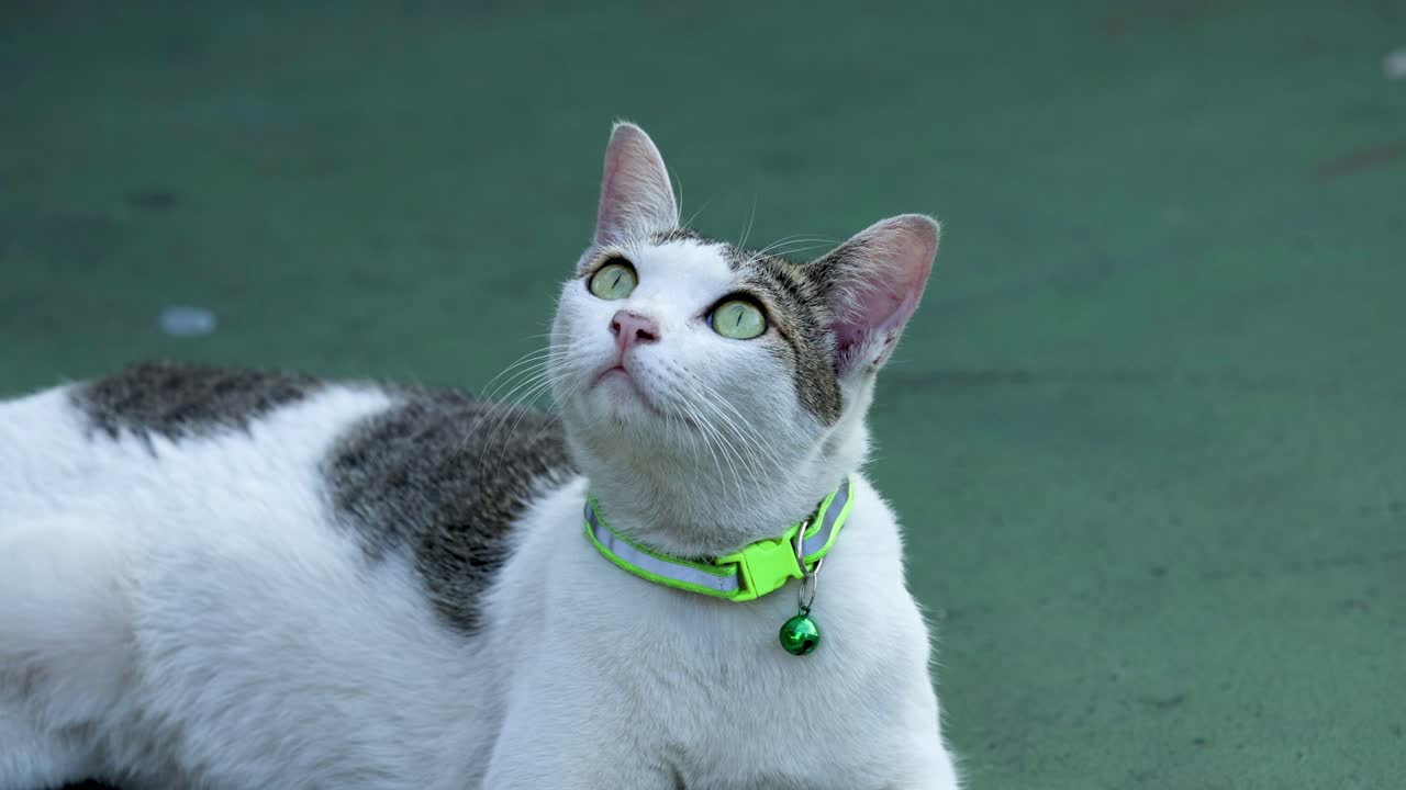 el gato con el cuello verde mira a su alrededor atentamente.