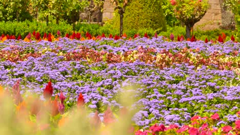 flores coloridas en el jardín del palacio del arzobispo en braga, portugal