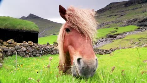 caballo en el pueblo de saksun en las islas feroe, dinamarca