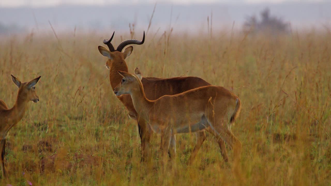 Uganda kobs (Kobus kob thomasi) graze and stand alert in tall golden savanna grass at first light, ears pricked scanning surroundings near acacia trees within a protected game reserve under dawn glow