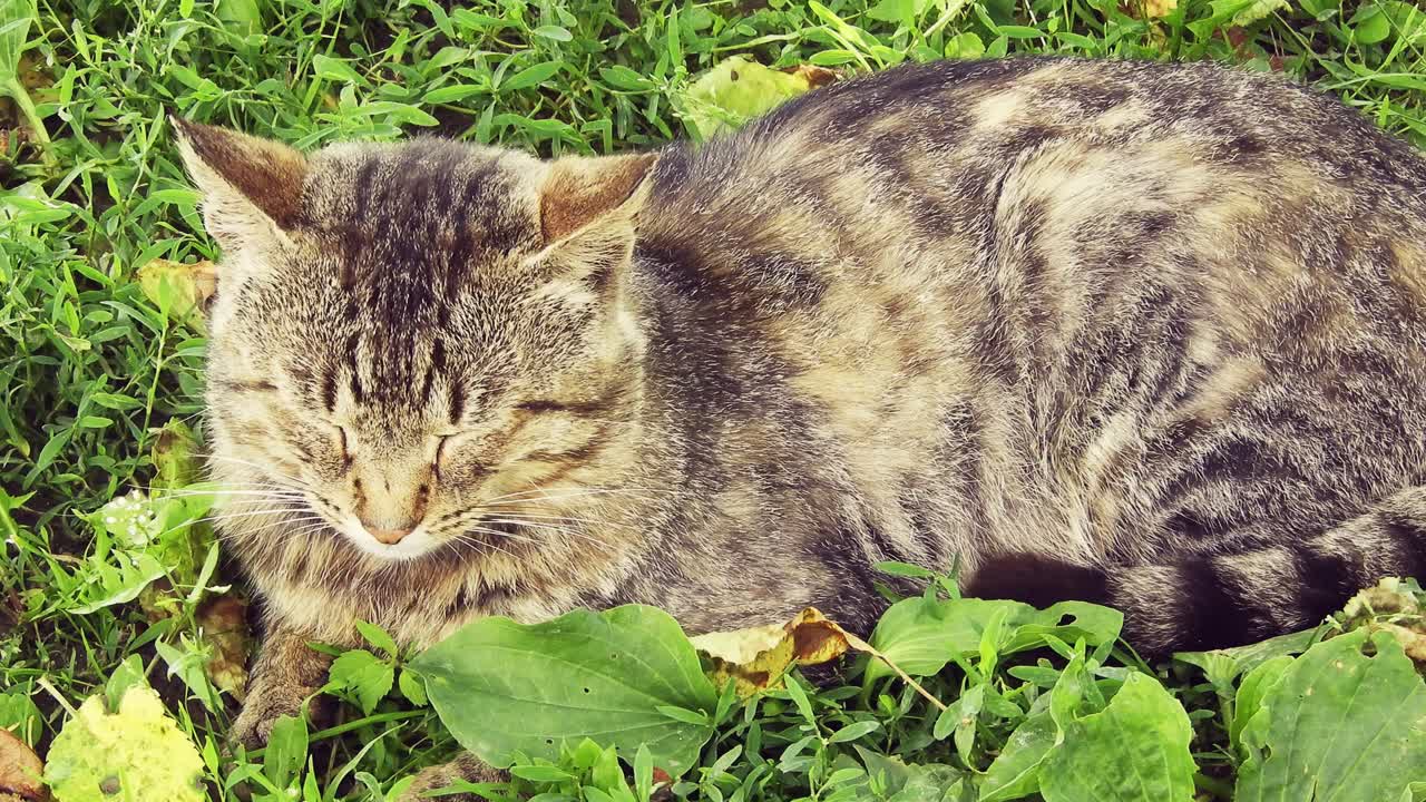 gato doméstico adulto sentado en la hierba verde en un día soleado