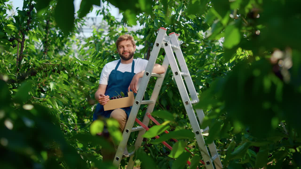 granjero con caja de cerezas en una plantación orgánica en un día soleado. concepto de cultivo