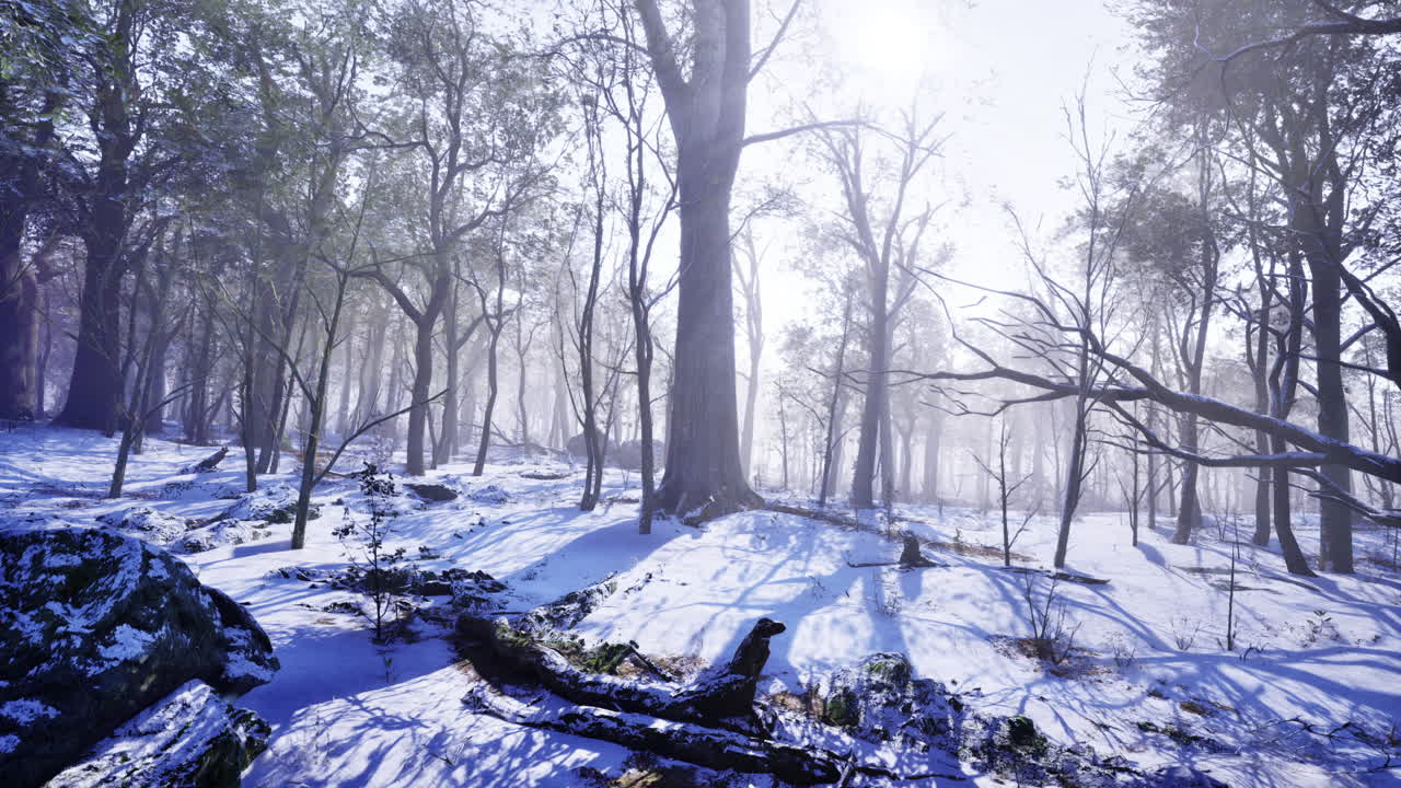 Winter forest landscape with snow and sun highlighting the trees