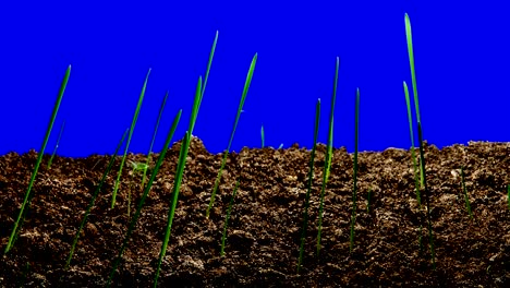 time-lapse green grass growing – isolated