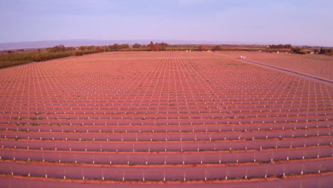aerial view of a vast agricultural field with rows of young plants