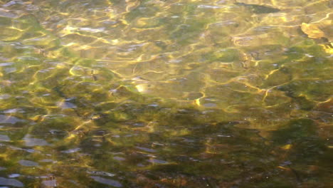 agua de riachuelo de primer plano con ondas y patrones de luz solar refractada