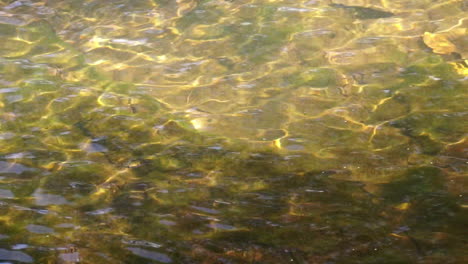 close-up creek water with ripples and refracted sunlight patterns