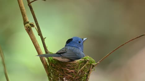 black-naped blue flycatcher, hypothymis azurea, kaeng krachan, thailand