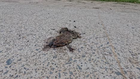 toad decomposing on pavement with flies around