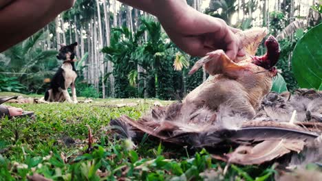 manos arrancando pollo, cachorro en segundo plano