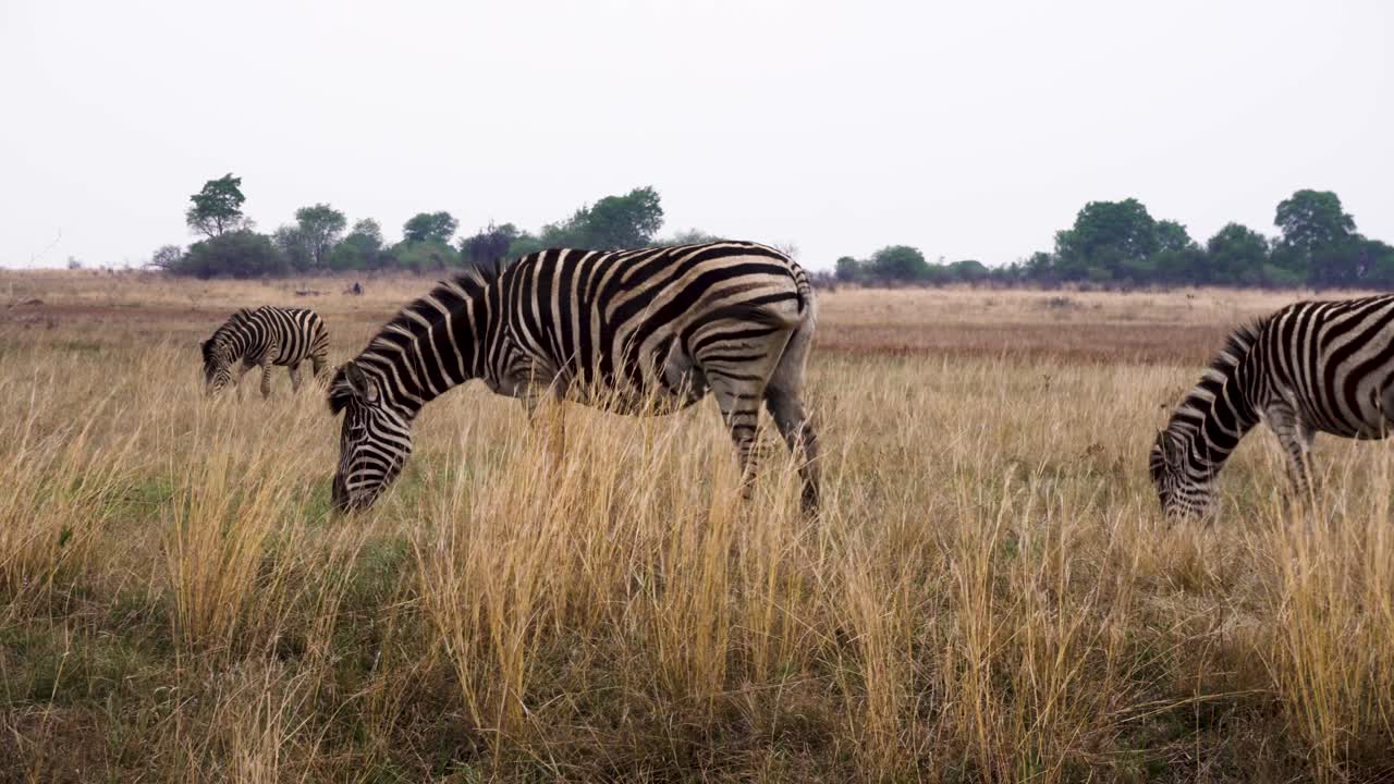 En flok zebraer spiser på savannen i Afrika.