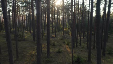 AERIAL:-Pedestal-Shot-of-Pines-Covered-in-Golden-Evening-Light