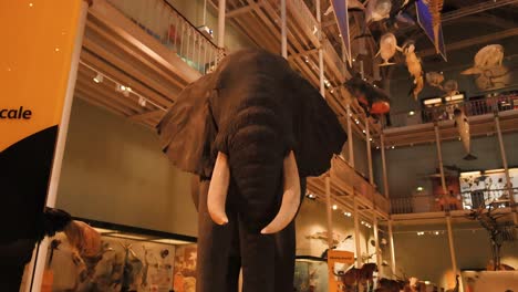 taxidermy elephant displayed in museum setting