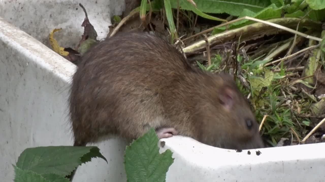 una rata marrón, rattus norvegicus, alimentándose debajo de un alimentador de aves en un jardín urbano