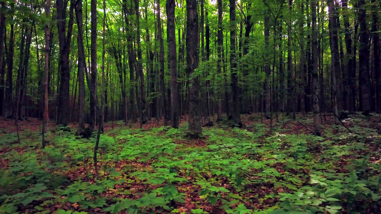 drones aéreos cinematográficos deslizador en cámara lenta justo en el norte de michigan denso bosque verde más tarde por la tarde hiedra venenosa robles madera roja paz naturaleza caminatas en bicicleta senderos petoskey harbor springs mackinaw