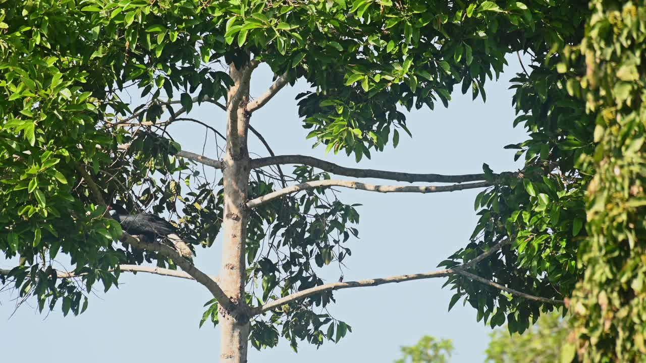 환 코뿔새, rhyticeros undulatus, 여성, 카오 야이 국립 공원, 태국