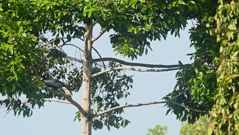 Wreathed-Hornbill,-Rhyticeros-undulatus,-Female,-Khao-Yai-National-Park,-Thailand