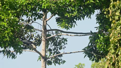 Cálao-Coronado,-Rhyticeros-Undulatus,-Hembra,-Parque-Nacional-Khao-Yai,-Tailandia