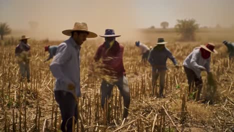laborers work in dusty field harvesting crops, displaying traditional farming techniques and commitment in challenging conditions under bright sunlight
