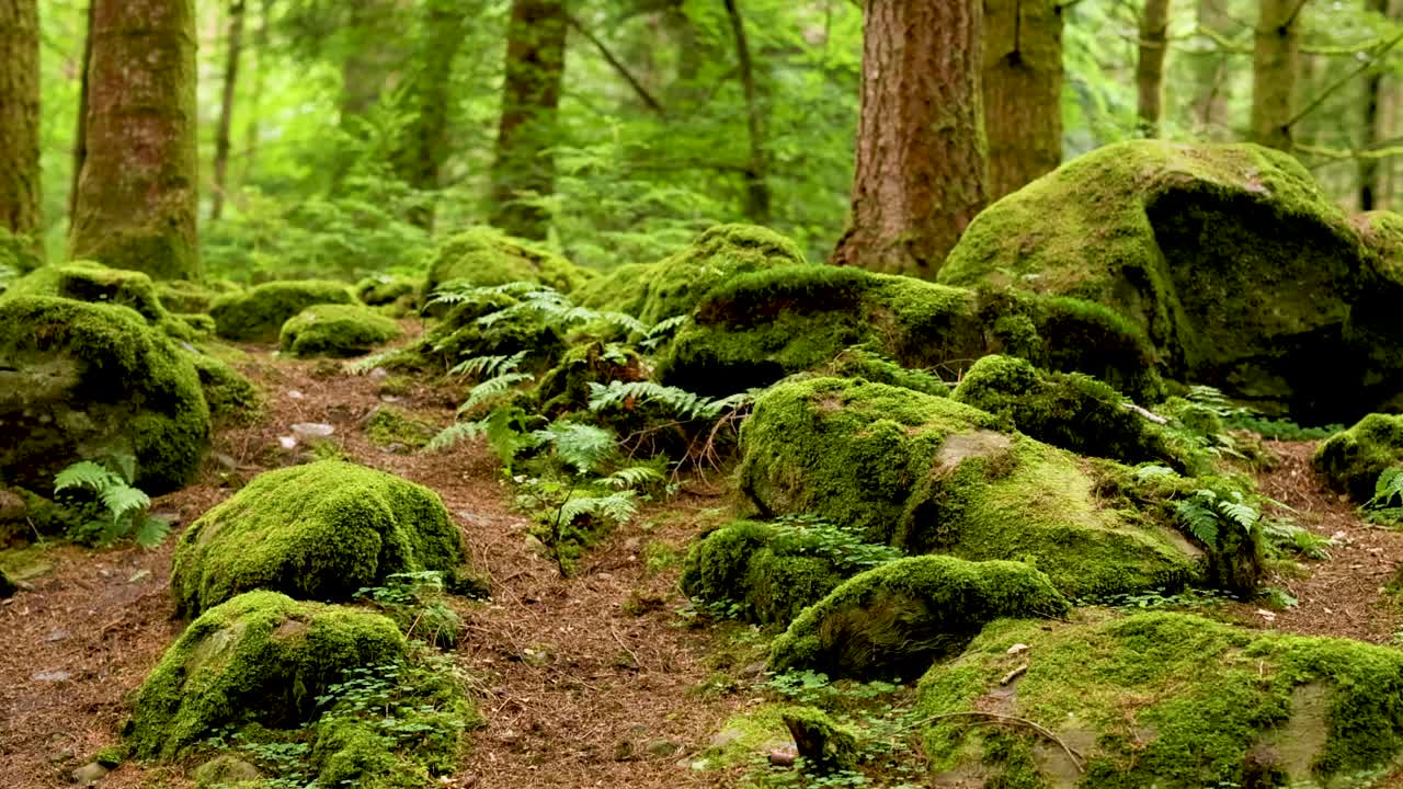 Lush green forest with mossy rocks