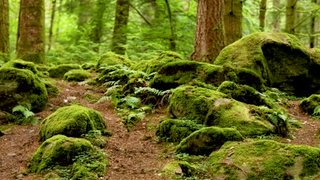 lush green forest with mossy rocks