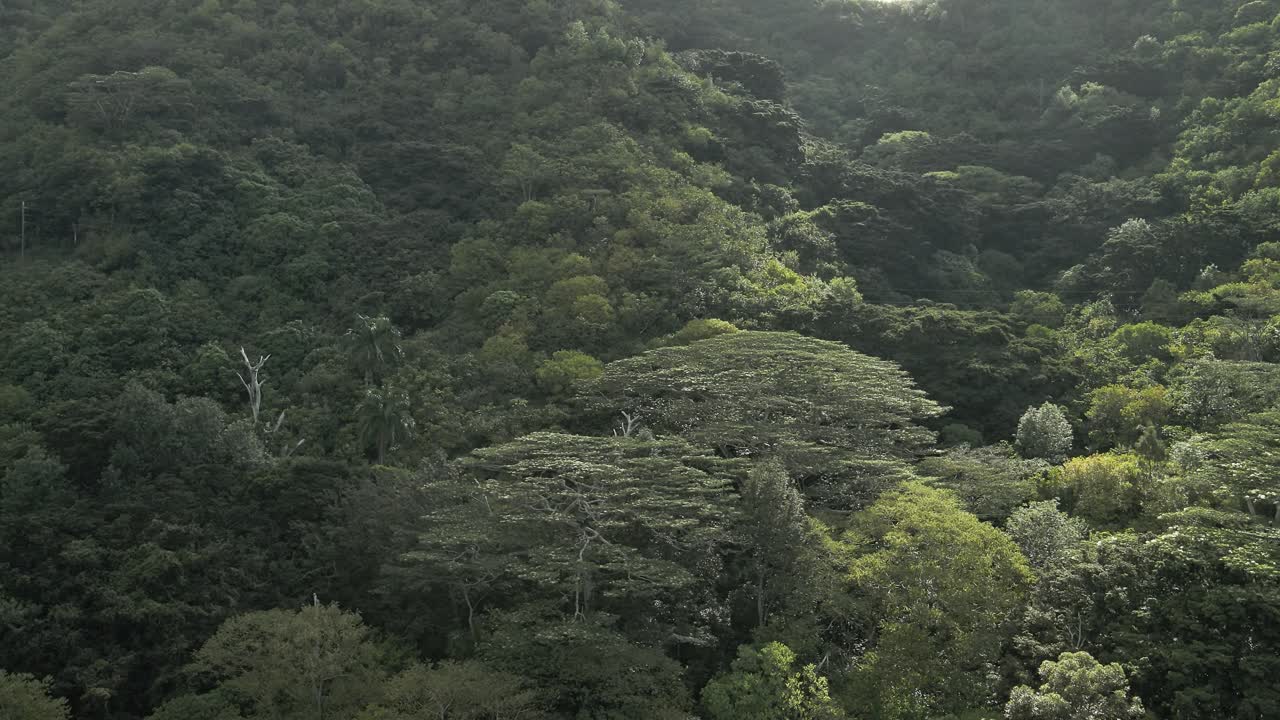 vista aérea de la ladera de la montaña con árboles frondosos y aumento de follaje