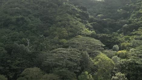 Vista-Aérea-De-La-Ladera-De-La-Montaña-Con-árboles-Frondosos-Y-Aumento-De-Follaje