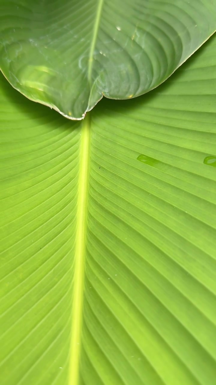 Close-up of Vibrant Green Tropical Leaves with Water Droplets