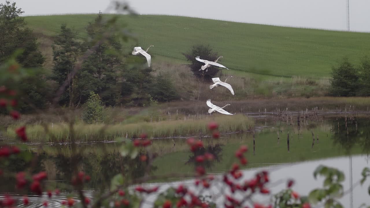 백조는 부드럽게 호수 위에 착륙합니다. 슬로우 모션 추적