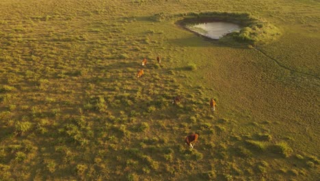 Cows-walking-through-field-at-sunset,-rotating-aerial-view