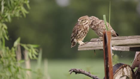 Paarende-Steinkauzpaare-Putzen-Sich-Gegenseitig-Und-Fliegen-Vom-Holzzaun-Weg