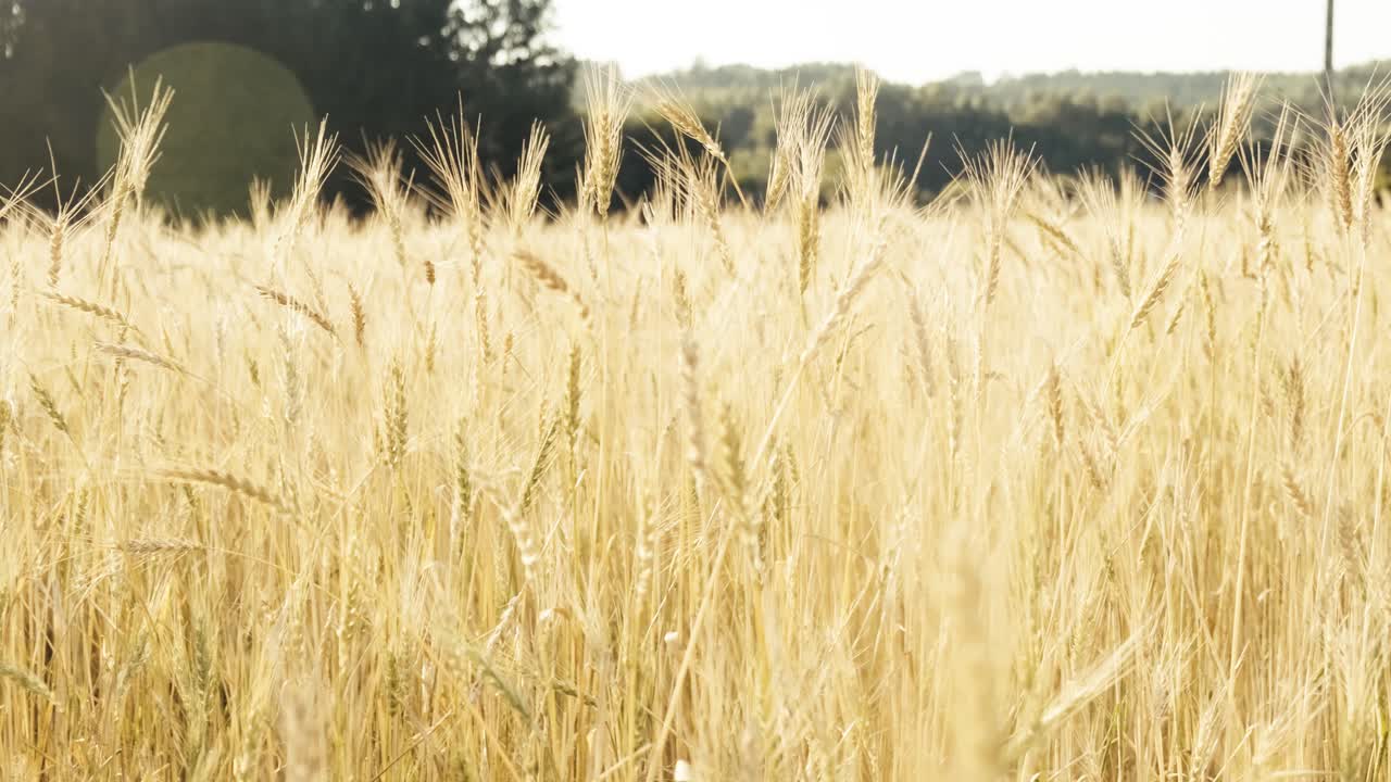 황금빛 밀밭의 전망, 태양열이 있는 아름다운 날, 패닝 샷