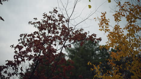 red and yellow autumn leaves sway gently in the wind against a moody sky, with a blurred background featuring trees, the delicate motion and rich seasonal tones capture the beauty of fall