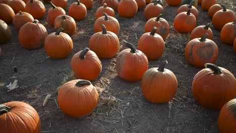 dozens of pumpkins at local town pumpkin patch at outdoor october festival, tilt-up reveal