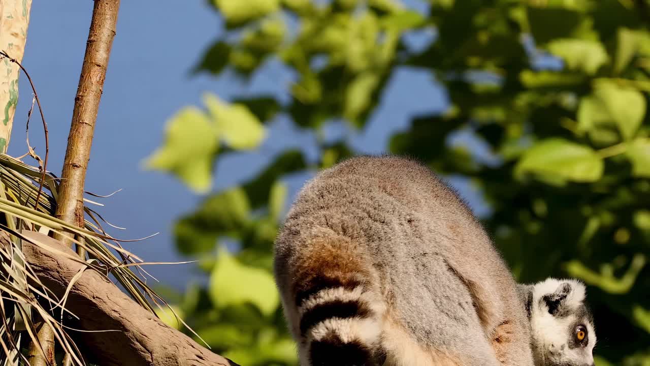 A ring-tailed lemur sits and observes its surroundings on a sunlit branch with green foliage in the background.