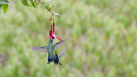 dos violetas verdes que se alimentan de una baya de jugo de fuchsia arborescens rosada